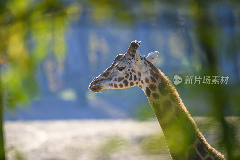 长颈鹿或特定的罗斯柴尔德长颈鹿(长颈鹿camelopardalis Rothschild)